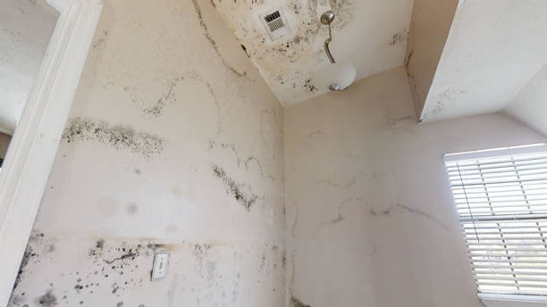 Forensic Mold Investigation in Antigo, WI