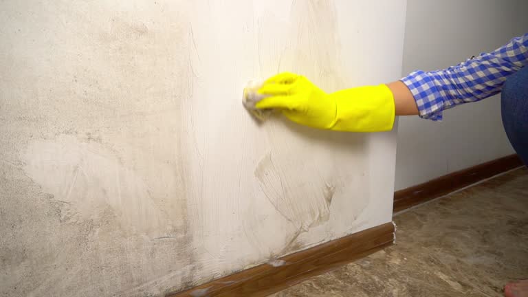 Reliable Antigo, WI Mold Removal Solutions